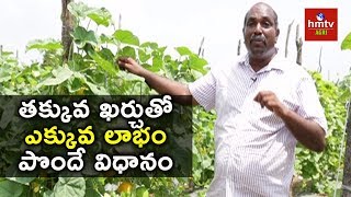 Cultivating Yellow Cucumber with Low Investment  Farmer Ravi  hmtv Agri [upl. by Attekahs]