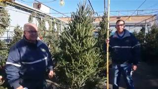 How To Pick A Live Christmas Tree  Ace Hardware [upl. by Arama]