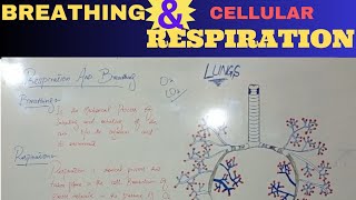 Breathing and Respiration  class 10 biology [upl. by Anaud]