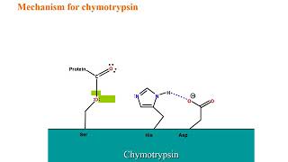 Chymotrypsin Mechanism [upl. by Alam]