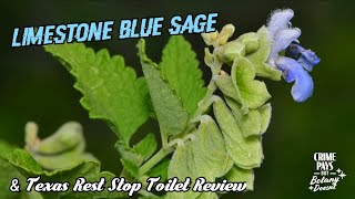 Texas Blue Sage amp Vault Toilet Review [upl. by Sirred]