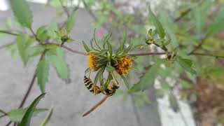 Male Asian Paper Wasp Visits Devils Beggartick Flowers 240fps [upl. by Renard]