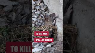 Use Eratication Rodent Bait to Eliminate Your Rodent Infestation [upl. by Skill181]