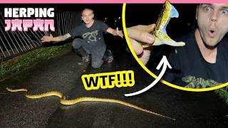 GIANT PIT VIPER IN JAPAN Biggest of my life [upl. by Yahs]