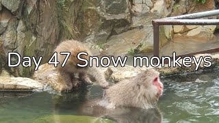 Solo travel Vlogs Day 47 Snow monkeys [upl. by Tutto]