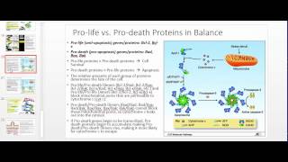 Apoptosis and the Physiology of Caspases [upl. by Elroy]