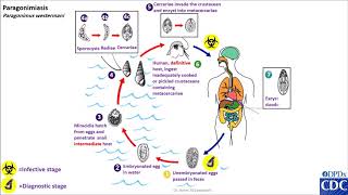 Paragonimus spp life cycle [upl. by Lail889]