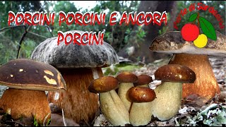 Funghi porcini come conoscere le quattro specie [upl. by Lleuqar]