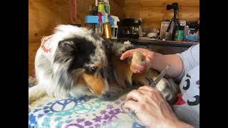 GROOMING SHELTIES Feet and Fluff [upl. by Lynch]