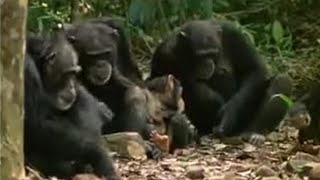 Chimpanzees Sophisticated Use of Tools  BBC Studios [upl. by Adorne186]