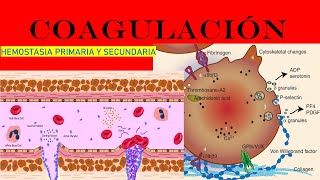 Hemostasia Primaria ¡En 5 minutos plaquetas sangre [upl. by Dianthe317]