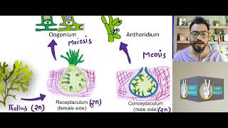 Fucus  Brown alga  Structure and life cycle [upl. by Jaymie949]