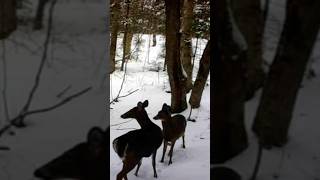 Yearling heard the camera turn on doe comes to investigate deer trailcam whitetaildeer wildlife [upl. by Ethyl]