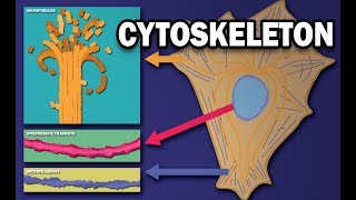 THE CYTOSKELETON  MICROTUBULES INTERMEDIATE FILAMENTS MICROFILAMENTS [upl. by Odnamra]