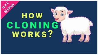 How Cloning Works  Somatic Cell Nuclear Transfer  Cloning of Dolly [upl. by Jaye373]