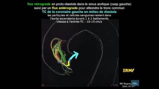 physiologie cardio vasculaire partie 15 [upl. by Krik]