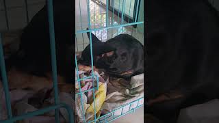 she having a two babies puppies so far mommy reah vlog minicher pincher puppies 😊🐶✌️ [upl. by Hewes]