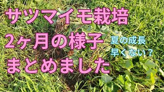 【サツマイモ栽培】2ヶ月の様子まとめました【家庭菜園】 [upl. by Cleopatre]