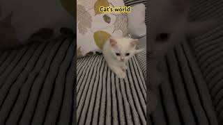 Cats world cat katze cute catvideos catlover catshorts [upl. by Yaeger441]