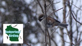 Quest for the Boreal Chickadee [upl. by Einnij]