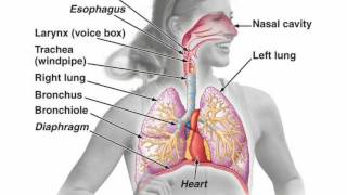 Difference Between Pharynx and Larynx [upl. by Martynne]