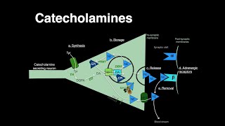 Catecholamines Norepinephrine Epinephrine [upl. by Viquelia]