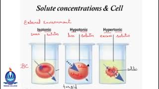 Lec11 Solute concentrations amp Cell [upl. by Eidnak]