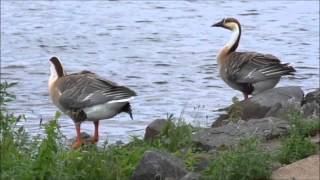 Swan Goose on a river shore  Schwanengänse am Flussufer [upl. by Hekking]