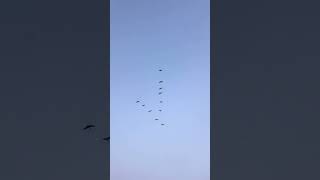 Migratory birds birds migration flying [upl. by Jasmine]