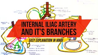 Internal Iliac Artery  Arteries of Lower limb  Easy explanation in Hindi iliacartery artery [upl. by Gurney]