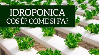 Idroponica cosè e come si fa [upl. by Kcirddet421]