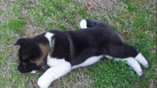 Akita puppy First Day Home 8 weeks old [upl. by Elhsa909]