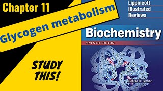 Lippincotts Biochemistry Review Chapter 11 Glycogen metabolism  Study This [upl. by Flodur]