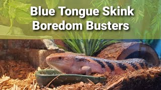 Entertain Your BLUE TONGUE SKINK [upl. by Idihc]