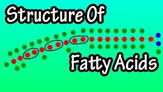 Fatty Acids  What Are Fatty Acids  Structure Of Fatty Acids  Types Of Fatty Acids [upl. by Resa196]