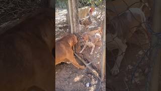 Pitbull vs Fox pitbull dog amstaff [upl. by Sumaes]