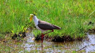 Masked lapwing [upl. by Namzed]