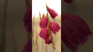 Botanical Marvels Exposed  Dierama pulcherrimum AKA Angels Fishing Rod  The RHS [upl. by Eellehs]