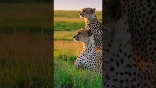 How Cheetah Twins Evolved To Hunt Together [upl. by Ardnuhs]