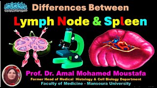 Differences between Lymph Node and Spleen Dr Amal Mohamed Moustafa [upl. by Llenrahc]