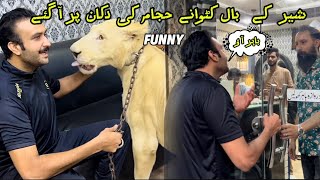 The lion came to the hair cutting shop of Hajjan 😂 Umer dolla Lion farm [upl. by Viole]