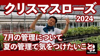 クリスマスローズ 7月の管理 夏の管理で気をつけたいこと◆横山園芸 公式◆【2024】 [upl. by Moser]