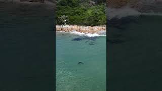 Great White Shark In The Shallows [upl. by Kilar]