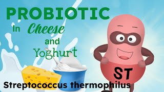 PROPBIOTIC IN CHEESE AND YOGHURT STREPTOCOCCUS THERMOPHILUS [upl. by Frulla]