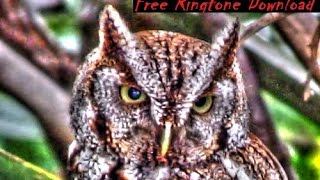 Free Haunting Screech Owl Call Ringtone [upl. by Chemarin]