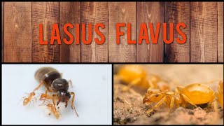 Trochę o Lasius FlavusOpis gatunkowy [upl. by Hildegard]