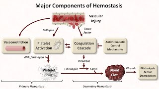 Hemostasis Lesson 1  An Introduction [upl. by Schlenger]