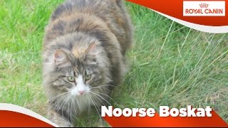 Noorse Boskat [upl. by Barram]