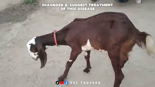 Listeriosis Disease  Circling Disease Symptoms  Cycling Disease in Goat  Vet Tauseeq [upl. by Shiverick256]