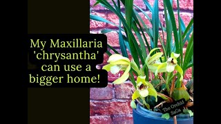 My Maxillaria chrysantha orchid can use a bigger home [upl. by Hallock]